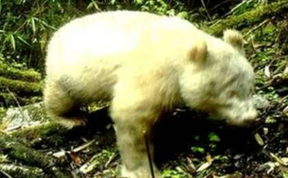 Сирек кездесетін альбинос панда таспаға түсіп қалған