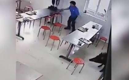 Асханада еркін жүрген жабайы қабан таспаға түсіп қалған