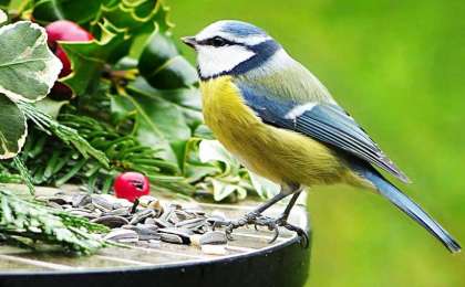 Құстарға қамқорлық, тәрбие сағаты, қызыл кітапқа енген құстар, табиғатты аялау, құстарды қорғау