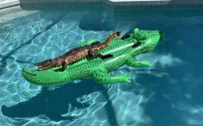 Бассейнде матраспен жүзіп жүрген қолтырауын таспаға түсіп қалды