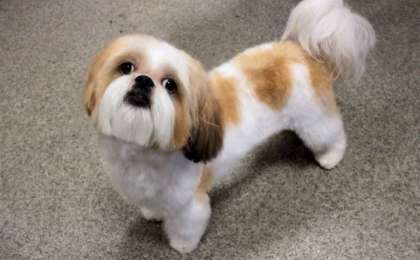 ​Иесінің соңғы тілегін орындаған ит өліп қалды