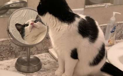 ​Айнадағы мысықтың бейнесі көпшілікті сарсаңға салды