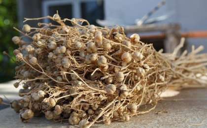 Адыраспан туралы не білесіз? |