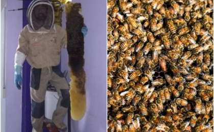 Тұрғын үйдің қабырғасынан 80 мың тірі ара табылған