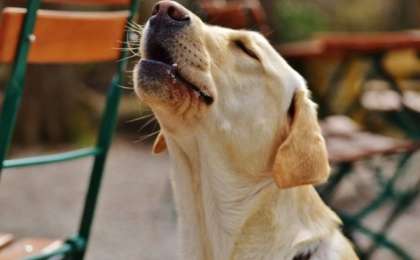 Жігіт иті үшін қалыңдығын тастап кеткен