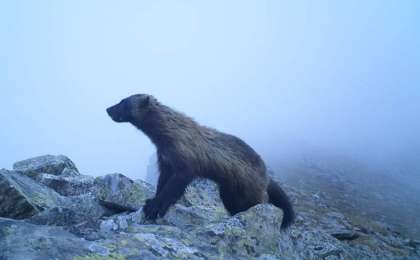 东哈州卡顿卡拉盖山区发现稀有动物貂熊