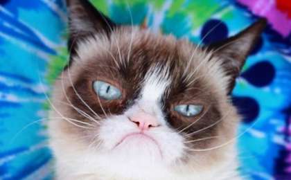 ​Желіде жұлдызға айналған мұңды мысық өліп қалды