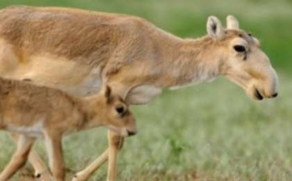 Құралайдың салқыны |