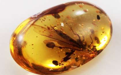 中国科学家在琥珀中发现史前海洋动物