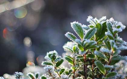 天气：未来3天北部地区将出现地霜