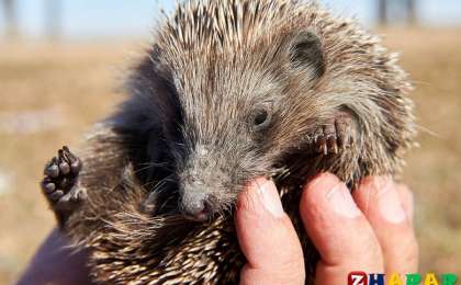 Әдебиеттік оқудан сабақ жоспары: Сапарғали Бегалин «Есеннің кірпісі» (3 сынып, I токсан)