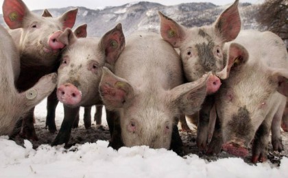 ауыл шаруашылығы министрлігі сынға жауап берді