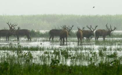 联合国科学组织：全球100万物种濒临灭绝