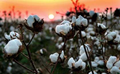 Шыңжаңда жүздеген мың ұйғыр мен қазақты мақта өндіруге мәжбүрлейді — зерттеу