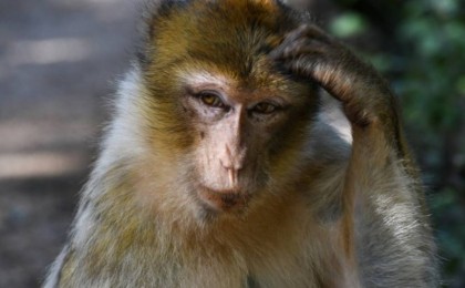 QazVac сыналуы тиіс болған маймылдар Отарға барар жолда қашып кетті (ФОТО)