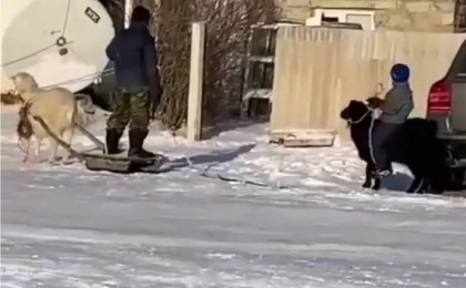 "Құдды атта отырғандай". Ешкіні тізгіндеген бала жұртты күлдірді (видео)