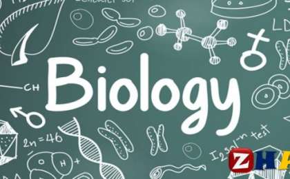 Реферат: Биология | Апикальды