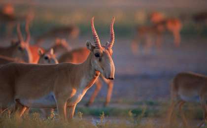 Киіктің емес, адамның обалына қалмайық – Мәжіліс депутаты