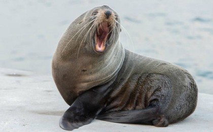 Маңғыстауда итбалықтар балаларды тістеп тастады - Қазақстан жаңалықтары