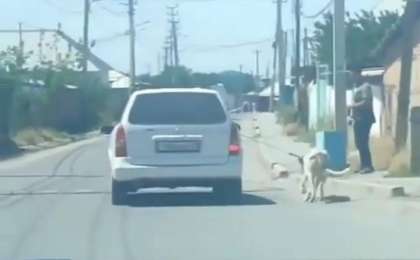 Шымкентте көлігіне ит байлап, сүйреген жүргізуші жауапқа тартылды