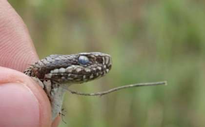 Шымкентте жыландар қаптап кетті