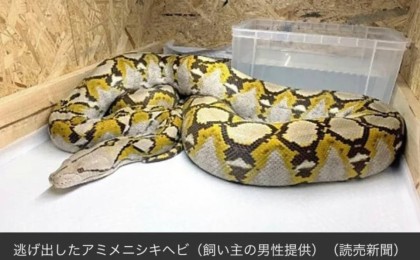 Үйде асырап отырған 3,5 метрлік алып жылан қашып кеткен (видео)