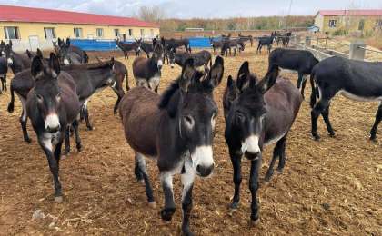 Қытайда есектің сүті мен терісі табысты бизнес көзіне айналған