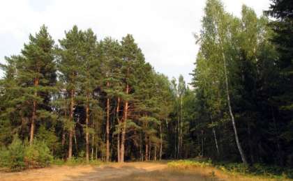 报告：亚太地区原始森林覆盖率和人均森林面积全球最低