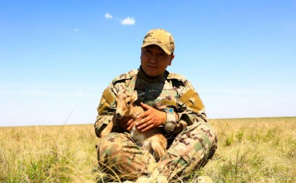 «Киік төлдеген кезде қасқырдың тісі қақсайды». Инспектор киіктің киесі жайлы айтып берді