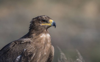 Қазақ ғалымдары дала қырандарының әлемдегі қозғалыс бағытын анықтады (фото)