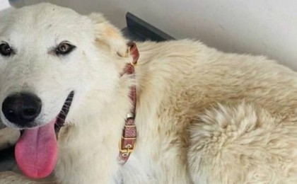 Атырау облысының тұрғыны тұншықтырмақ болған итті АҚШ-та тұратын отбасын алғысы келеді - Қазақстан жаңалықтары