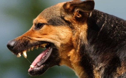 Жантүршігерлік оқиға: Шымкентте ит өзінің жалғыз тұратын иесін жеп қойған