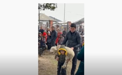 Сегіз жастағы бала 35 рет қозы көтерді