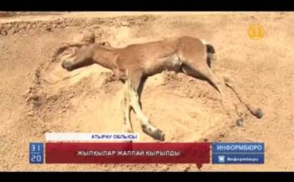 Белгісіз кеселден жылқылар қырылып жатыр