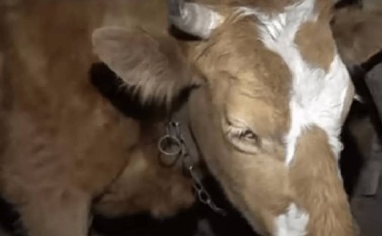 Қарағандының Зоя атты сиыры әйгілі әлемдік сән журналына шықты