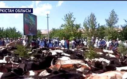 Түркістанда ауыл тұрғындары әкімдіктің алдына сиыр айдап әкелді