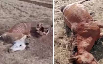 Қарағанды облысында шаруа егістігіне түскен 17 жылқыны атып тастаған