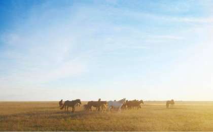 Жерін қорыған қарағандылық фермер 17 жылқыны атып тастады