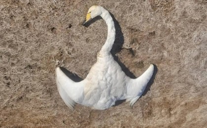 Баянауылда қырылған құстың саны мыңнан асып кетуі мүмкін