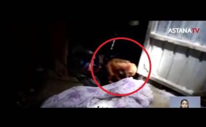 Қызылордада әжетханадан шақалақтың мәйіті табылды