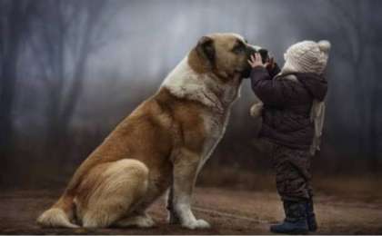 Балабақшада 2 жасар баланы иттер талап өлтірді