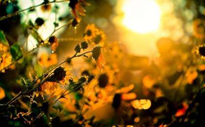 西哈州发布高温天气预警