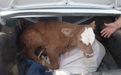 Оралда әкімдік жүргізушісі қызметтік көлікпен мал ұрлады деген күдікке ілінді