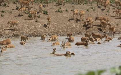 哈萨克斯坦高鼻羚羊数量增长55.5%