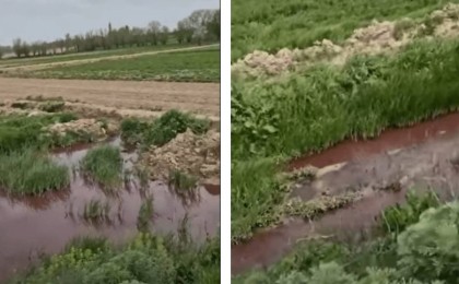 Түркістан облысында тұрғындар егінді қан аралас сумен суаруға мәжбүр