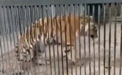 Қарағанды ​​хайуанаттар бағында азапталған жолбарыс видеоға түсіп қалған - Қазақстан жаңалықтары