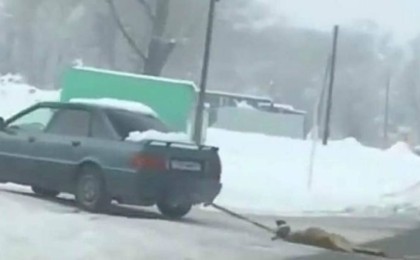 Алматы облысында итті көлікке байлап сүйреген адамдар видеоға түсті