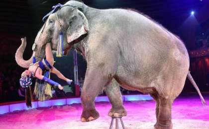 各国投票通过提议:野生非洲象将被禁止送往动物园