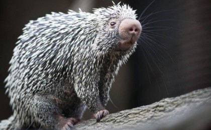 Тараз көшелерінде жүрген Қызыл кітапқа енген жануар видеоға түсіп қалған (видео)