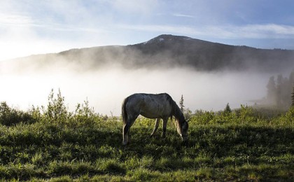 Табиғатты қорғау – мемлекеттік маңызы бар мәселе